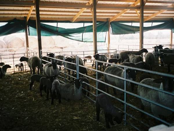 sheep panels