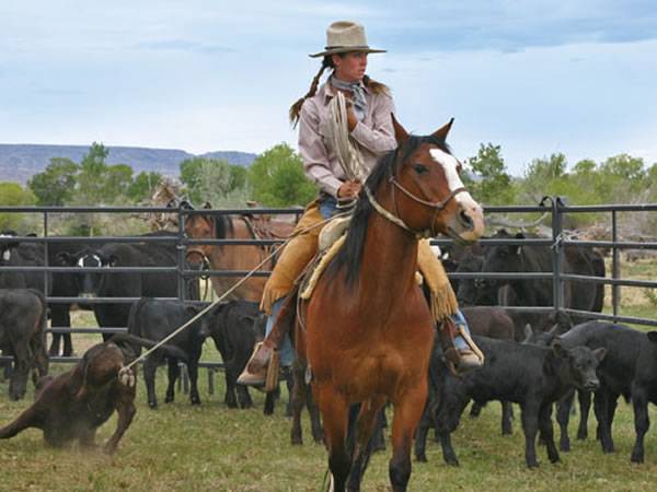 z-brace-corral-panel-cattle